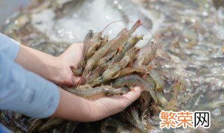 活虾怎么保存半天不死? 怎么保存活虾半天不死