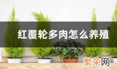 红覆轮多肉怎么养殖? 红覆轮多肉的养殖方法