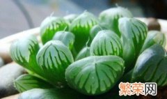 玉露多肉植物怎么养? 玉露多肉植物如何养