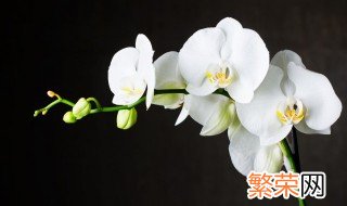 如何养蝴蝶兰? 蝴蝶兰养植技巧