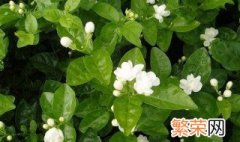 茉莉花怎么养才长得好? 茉莉花养长得好的做法