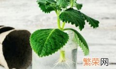 怎么样在家自制生根水 六种生根水配方请拿走