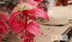 宝莲灯花谢了怎么才能长新芽? 宝莲灯花谢了如何才能长新芽