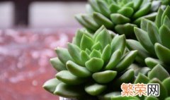 多肉植物怎么养胖? 多肉植物养胖方法