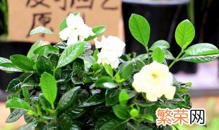 带花苞栀子花刚买回来怎么养? 怎么养的带花苞栀子花