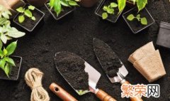 地黄怎么种植? 地黄种植技巧