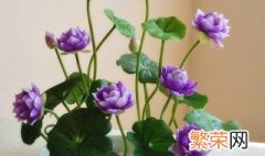 无土水培碗莲发芽后怎么养? 无土水培碗莲发芽后养殖方法