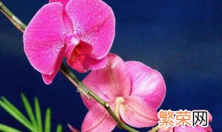 蝴蝶兰二次开花怎么养? 蝴蝶兰二次开花养殖方法