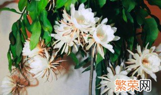 昙花如何养护才开花? 昙花怎么养护才开花