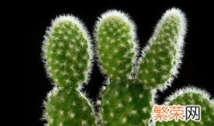 千手观音植物仙人掌开花吗 仙人掌开花吗