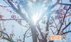 卧室可以放腊梅花吗? 腊梅花可以放卧室吗