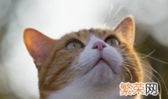 为什么掐住猫脖子后面的肉猫就动不了了