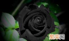 送黑玫瑰代表什么意思 送女人是黑玫瑰啥意思
