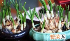 水仙花怎么养好 水仙花怎样水养