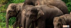 大象的舌头有什么作用和特点 大象的舌头有什么作用