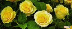 黄玫瑰的含义是什么意思 黄玫瑰象征着什么意思