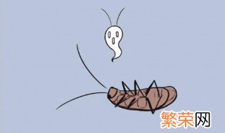 蟑螂是昆虫吗 蟑螂是不是昆虫
