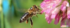 蜜蜂是什么目 蜜蜂是什么目动物