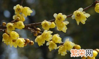 腊梅花语是什么 腊梅花语是什么意思