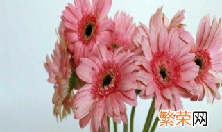 粉色非洲菊花语是什么意思 粉色非洲菊花语是什么