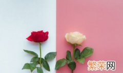 11朵白玫瑰的花语是什么意思 21朵白玫瑰的花语是什么