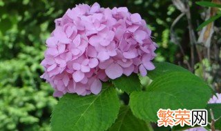 紫红色绣球花花语 紫绣球花花语是什么