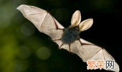 飞机的夜间飞行和蝙蝠有什么关系 飞机的夜间飞行和蝙蝠的关系简述