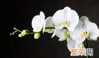 种兰花应该用什么土 种兰花用什么土最好