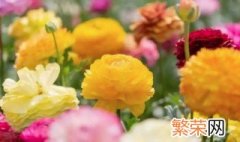 花毛茛出苗后怎么养 花毛茛开花后怎么养