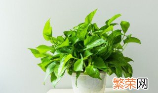 什么绿植除甲醛最好 什么绿植除甲醛最好好养