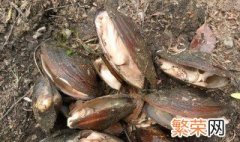 河蚌怎样做饲料 有什么养殖的技巧
