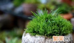 盆景苔藓怎么种植方法 苔藓盆景自制方法