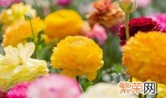 花毛茛开花后怎么养 花毛茛花期怎么养