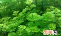 水草养殖的方法 水草养殖宝典