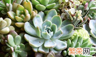 多肉植物怎么养护? 多肉植物怎么养护