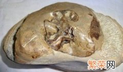 发现海洋生物化石的原因 为什么会发现发现海洋生物化石