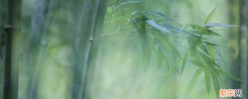 竹子有什么寓意 门前种竹子有什么寓意