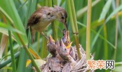 鸠占鹊巢鸠是指什么鸟 鸠占鹊巢鸠是什么鸟