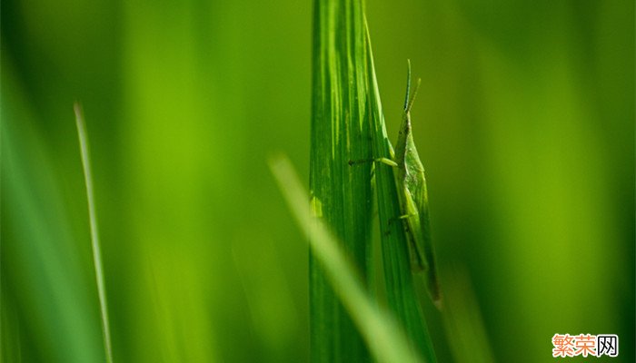 蚂蚱怎么分辨是公是母 蚂蚱分公母吗