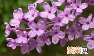 丁香花是什么颜色 丁香花介绍