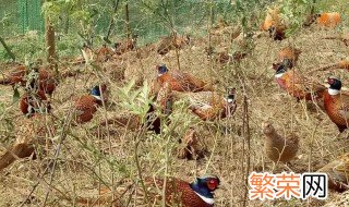 梦见好多野鸡在地里 梦见好多野鸡在地里是什么意思