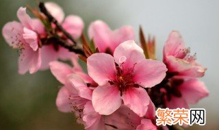 桃花的含义是什么 桃花的寓意介绍