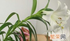 百合花什么时候开花 一年开几次花？