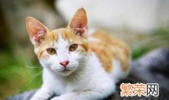 养猫公猫和母猫哪个好 养猫公猫和母猫哪个好推荐