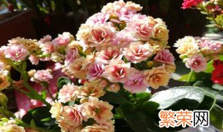 长寿花什么时候开花 长寿花1到4月份开花