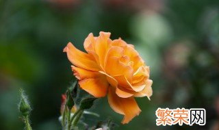 月季花什么颜色 月季应该如何养护