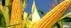 玉米寓意是什么 玉米代表什么象征意义