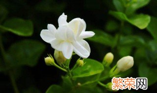 茉莉花是什么颜色 关于茉莉花颜色介绍