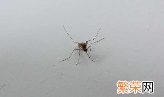 为什么蚊子喜欢在耳朵旁边飞但是不咬 为什么蚊子喜欢在耳朵旁边飞