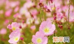 红樱草的生日花语是什么 关于红樱草的生日花语